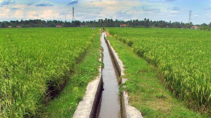 Sistem Irigasi Cerdas Ubah Dusun Sindang Jadi Sentra Pangan Berkat Teknologi